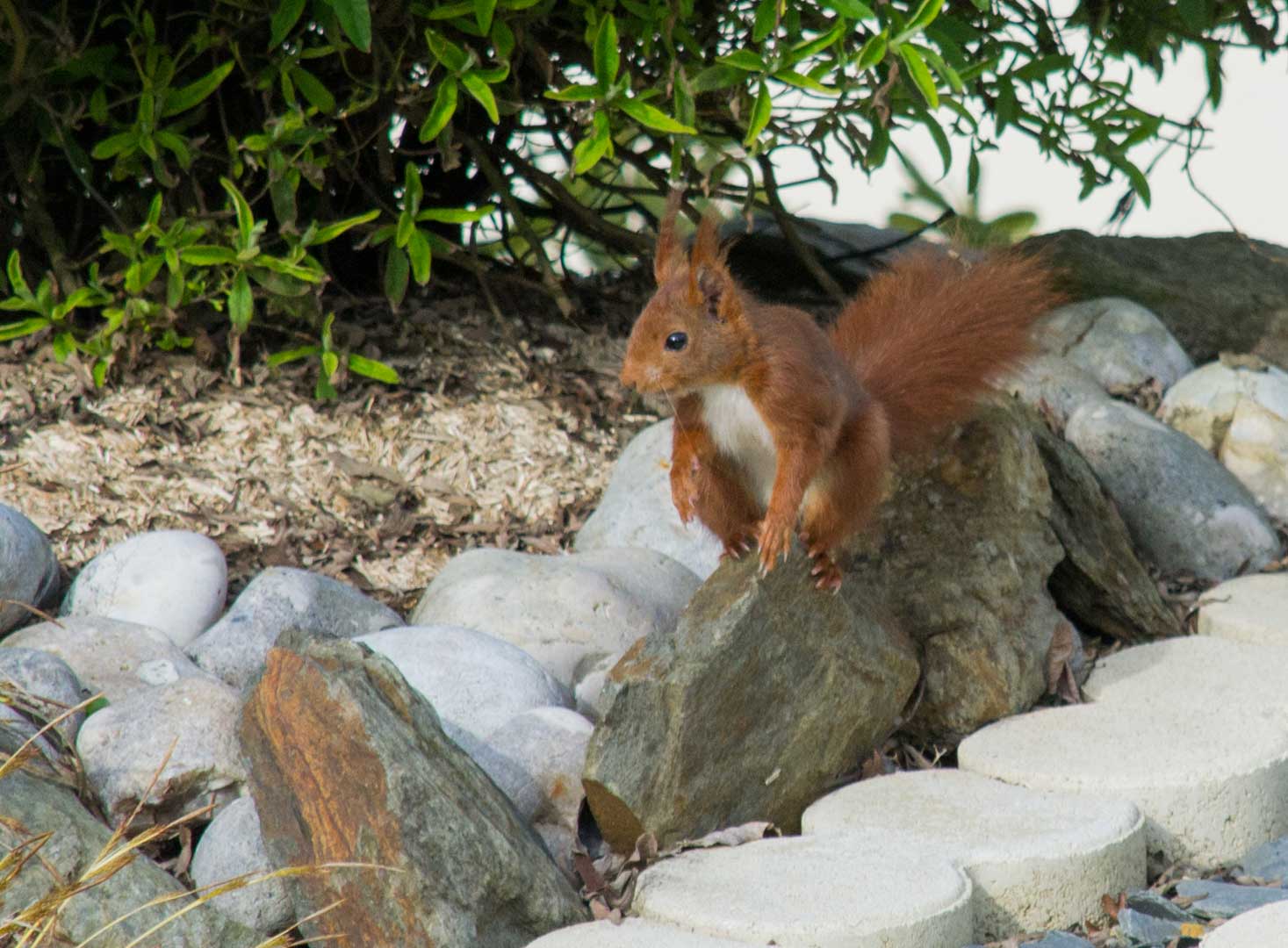 cote-et-jardins-paysagiste-jardinier-pornic-specialiste-des-massifs